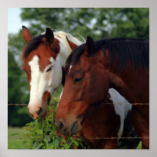 Affiches de photographie de chevaux