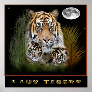 Affiches de tigres