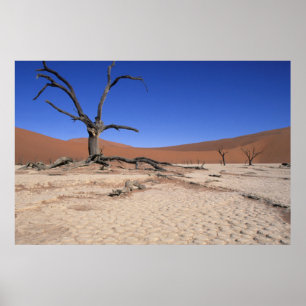 Affiches Dead Vlei, Sossusvlei, Parc national de Namib-Nauk