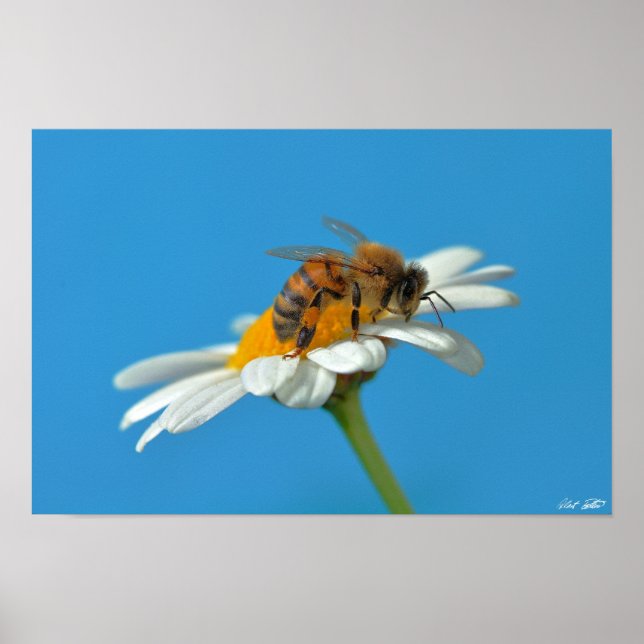Affiches Dear Bee (Devant)
