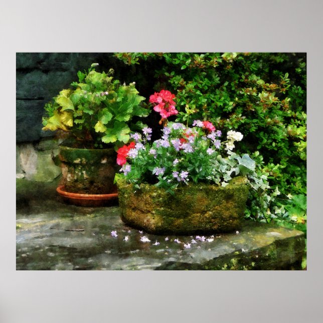 Affiches DÉBUT DE MOINS DE 20 $ -Geraniums et fleurs de lav (Devant)