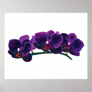 Affiches DÉBUT DE MOINS DE 20 $ - Orchidées Phalaenopsis vi