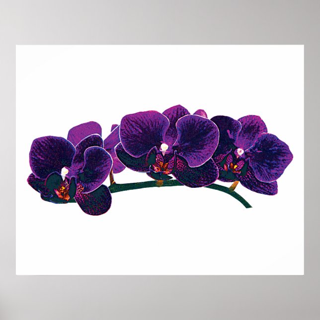 Affiches DÉBUT DE MOINS DE 20 $ - Orchidées Phalaenopsis vi (Devant)