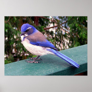 Affiches Deck Visitor