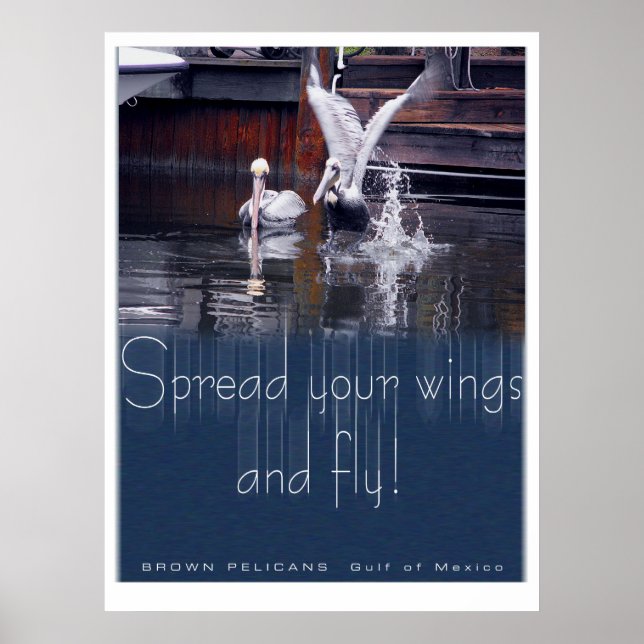 Affiches Décollage du pélican (Devant)