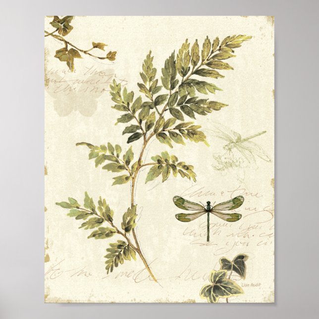 Affiches Decorative Ferns and a Dragonfly (Devant)