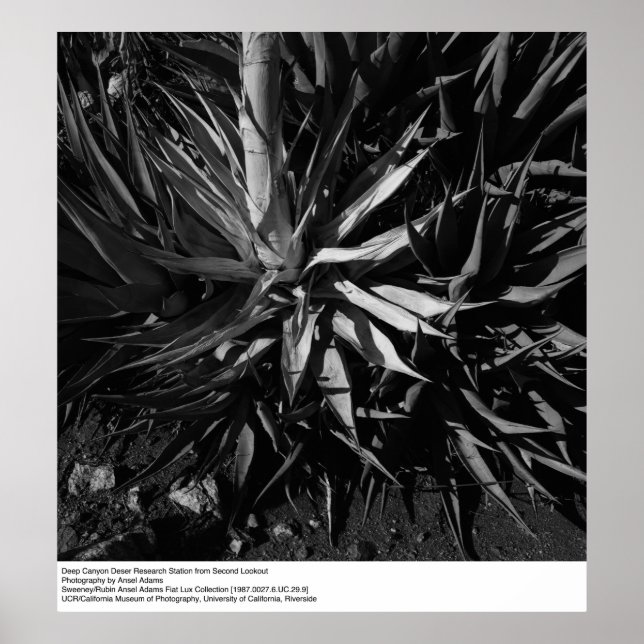 Affiches Deep Canyon Desert Research Station par Ansel Adam (Devant)