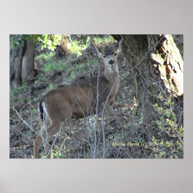 Affiches Deer in Woods - Sélectionnez votre cadre (Devant)