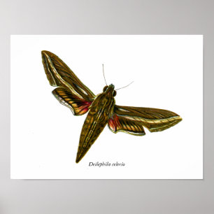 Affiches Deilephila celerio - Vine Hawk-Moth