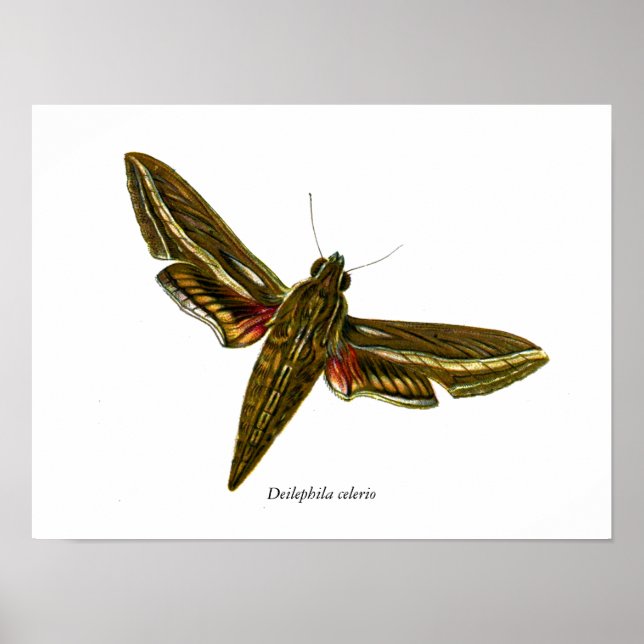 Affiches Deilephila celerio - Vine Hawk-Moth (Devant)