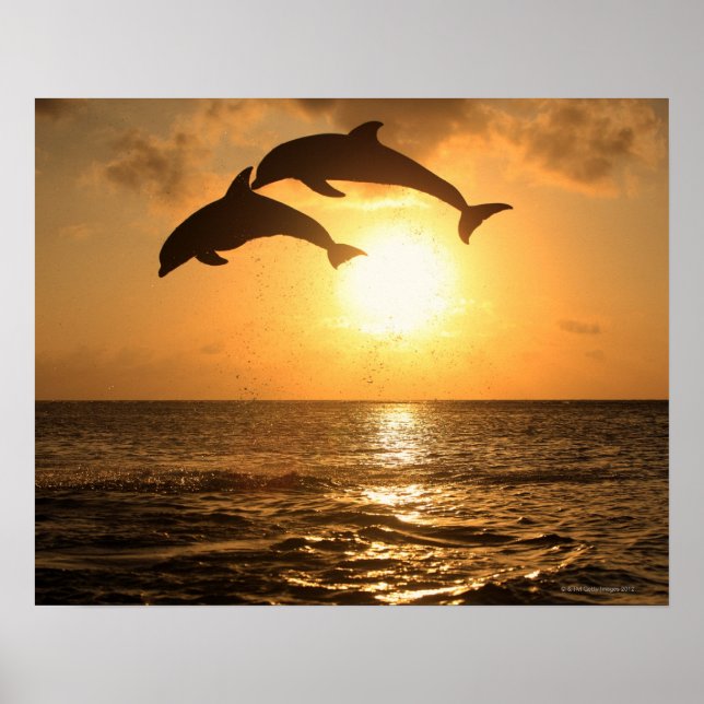 Affiches Delfin 3 (Devant)