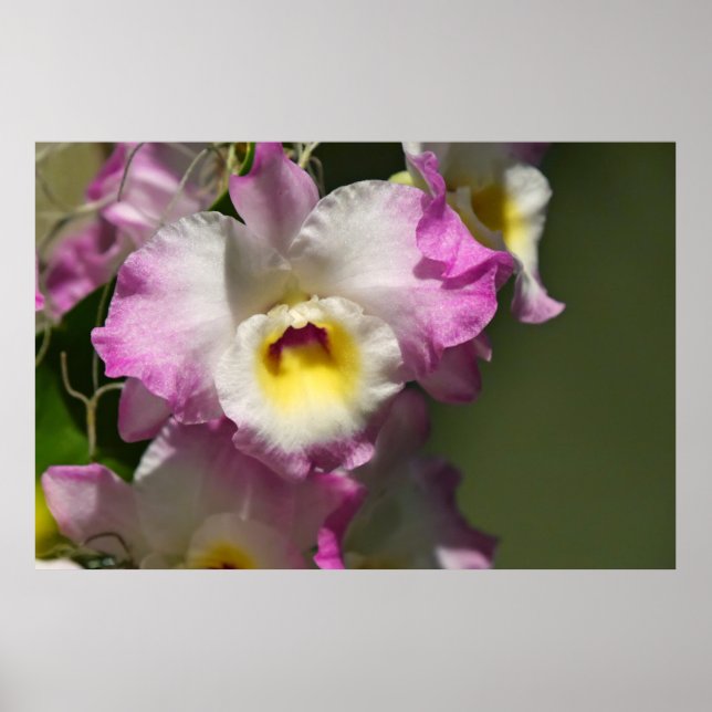 Affiches Délicat Orquid (Devant)