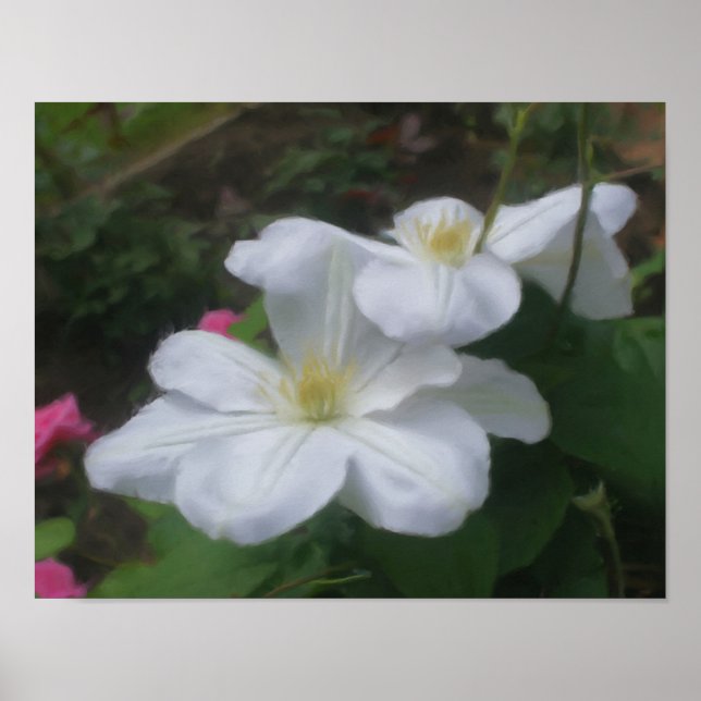 Affiches Delicate White Clematis Flower Art Photo Painting (Devant)