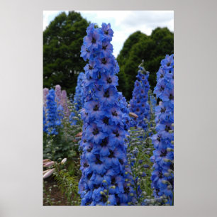 Affiches Delphinium
