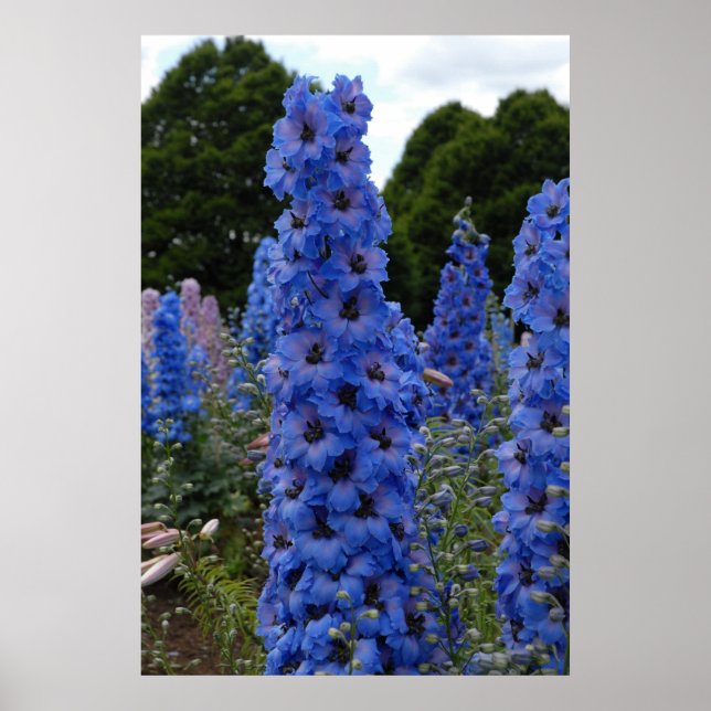 Affiches Delphinium (Devant)