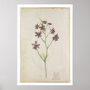 Affiches Delphinium ajacis, c.1568
