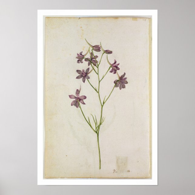 Affiches Delphinium ajacis, c.1568 (Devant)