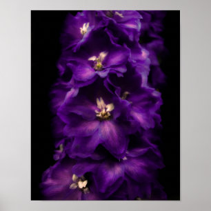 Affiches Delphinium Vintage pourpre