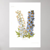 Delphiniums