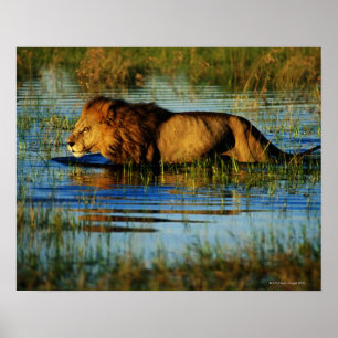 Affiches Delta de l'Okavango, Botswana 3