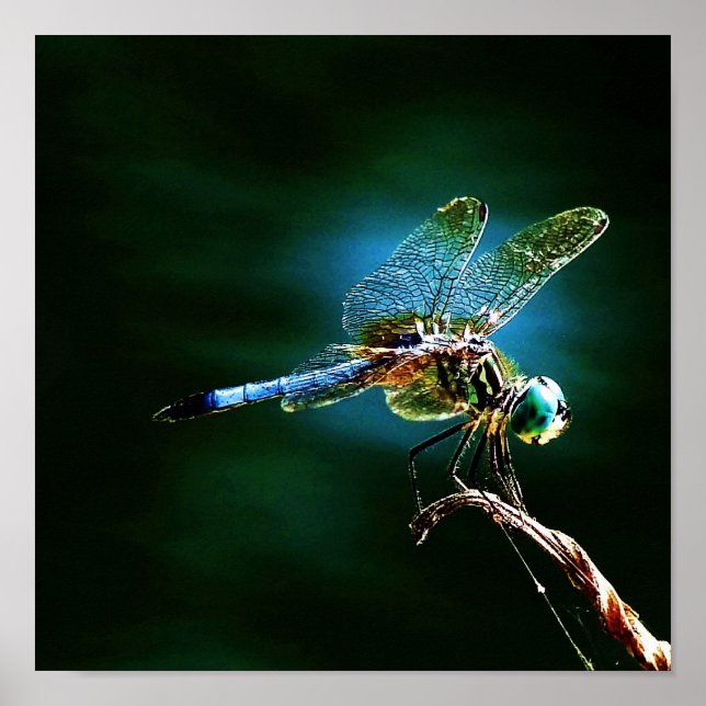 Affiches Déménagement rapide tout en restant debout (Devant)