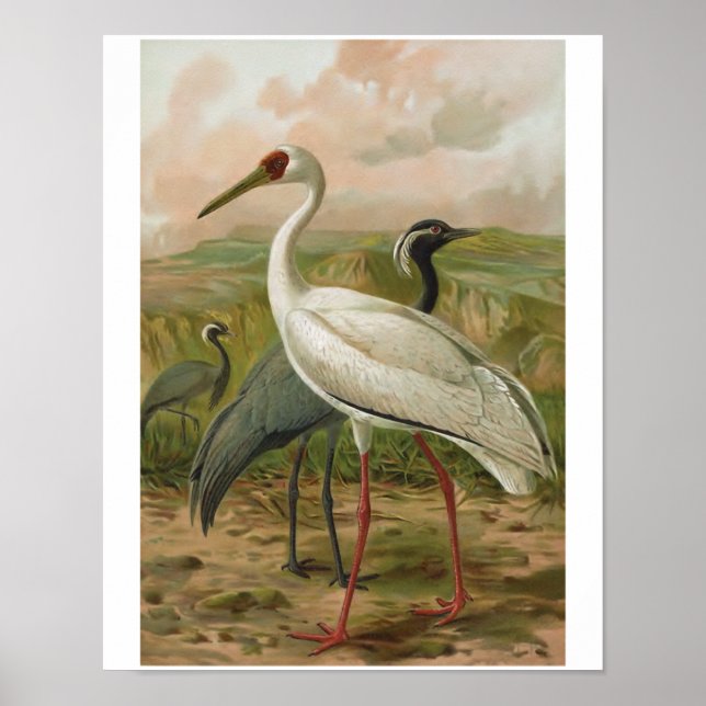 Affiches Demoiselle et grues sibériennes Vintage Bird (Devant)