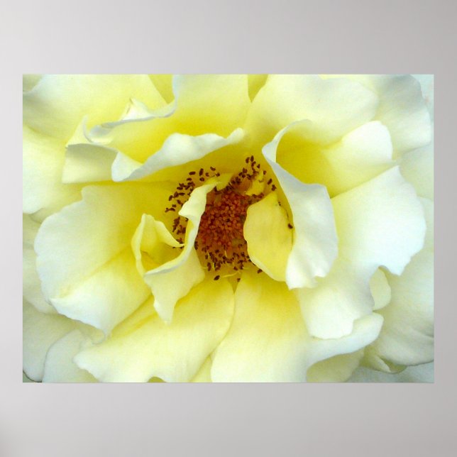 Affiches Dernier Rose d'été (Devant)