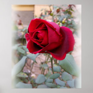 Affiches dernière rose rouge