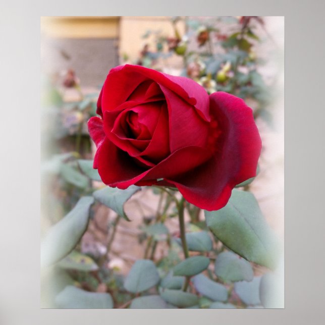 Affiches dernière rose rouge (Devant)