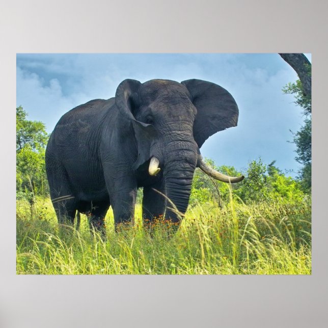 Affiches des éléphants (Devant)