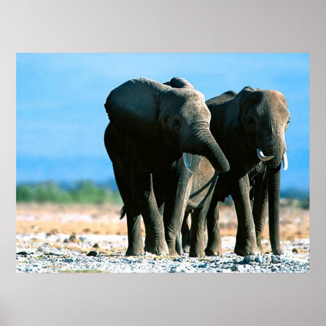 Affiches des éléphants (Devant)