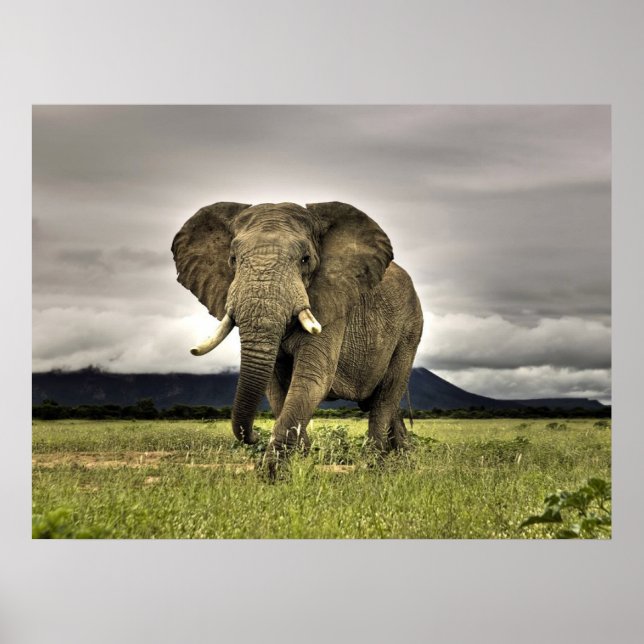 Affiches des éléphants (Devant)
