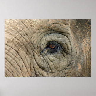 Affiches des éléphants