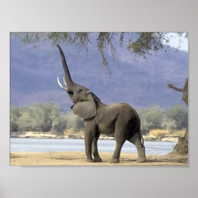 Affiches des éléphants (Devant)