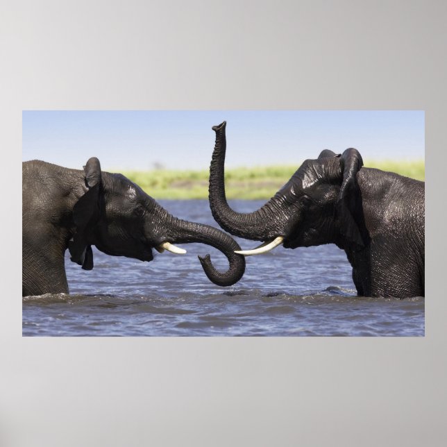 Affiches des éléphants (Devant)