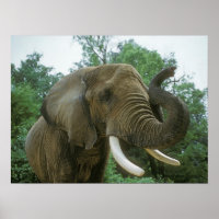 Affiches des éléphants