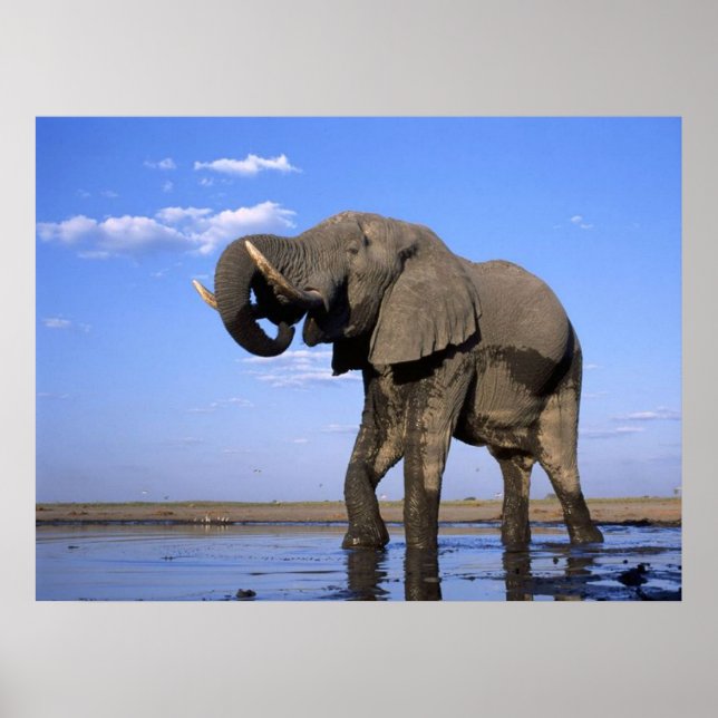 Affiches des éléphants (Devant)
