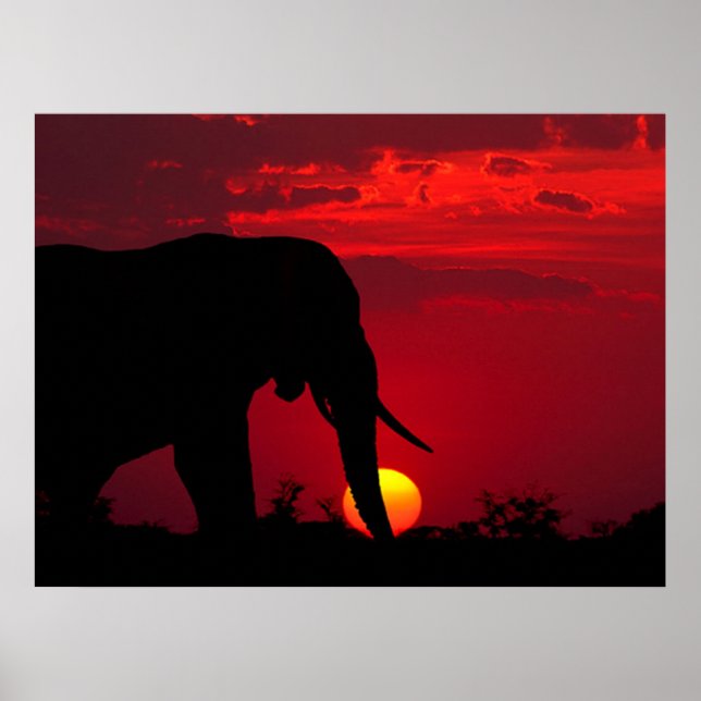Affiches des éléphants (Devant)