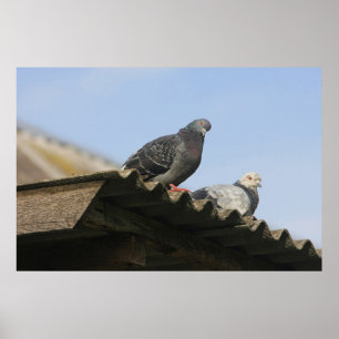 Affiches Des pigeons sur le toit.