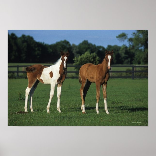 Affiches Des poulains arabes debout dans le champ de Grassy (Devant)