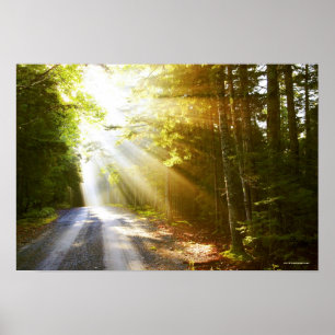 Affiches Des poutres de soleil traversent la forêt dans le 