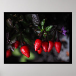 Affiches Des Red Hot Garden Salsa Chili Peppers.