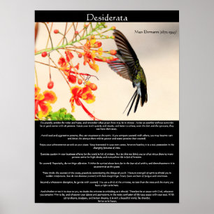 Affiches Desiderata Hummingbird bourdonne une fleur
