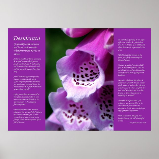 Affiches Desiderata - Violet Foxglove (Devant)
