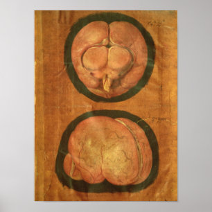 Affiches Dessin anatomique du cerveau humain