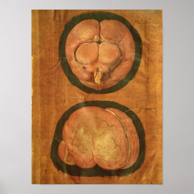 Affiches Dessin anatomique du cerveau humain (Devant)