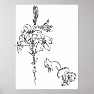 Affiches Dessin au trait fleur de lis et de pavot