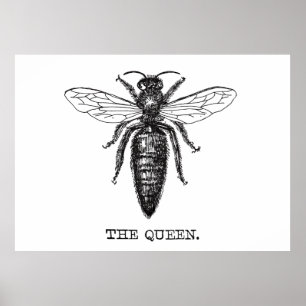 Affiches Dessin classique de l'illustration de Queen Bee