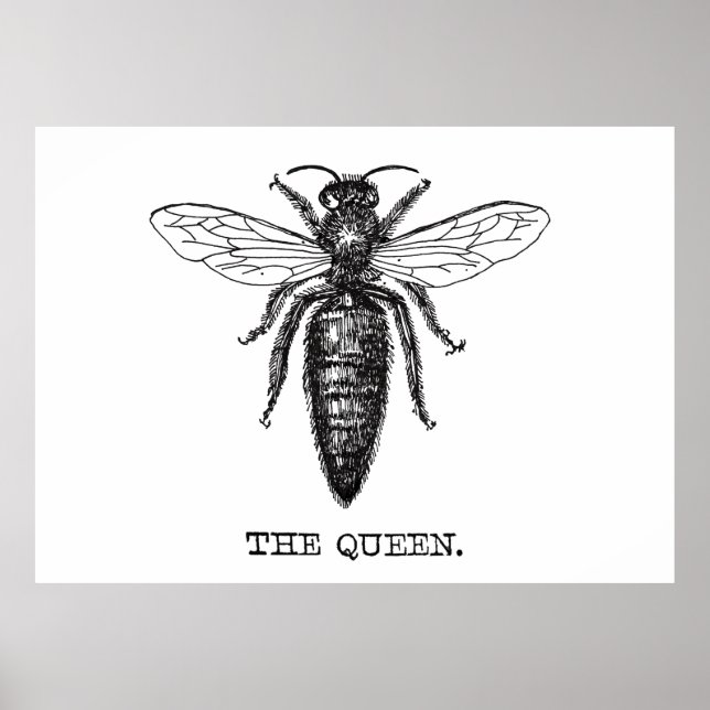Affiches Dessin classique de l'illustration de Queen Bee (Devant)