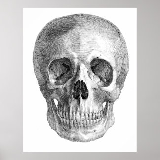 Affiches Dessin d'anatomie du crâne humain